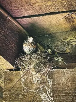 a bird nest on a wooden table at Rustic Roost Cabin in Vega