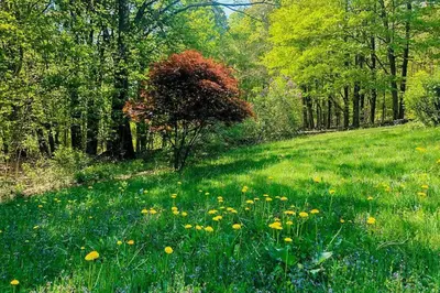 a field of green grass with flowers and trees at Catskills Enchanted Forest in Bloomville