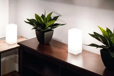 two potted plants sitting on a table with lights at Gorgeous 1BR Wooster Sq. apt. - wshr/dryr, parking in New Haven