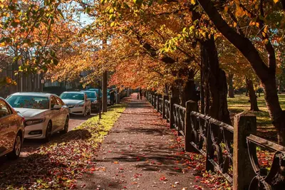 a sidewalk with trees and parked cars on a street at Gorgeous 1BR Wooster Sq. apt. - wshr/dryr, parking in New Haven