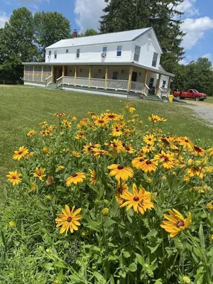 a field of yellow flowers in front of a house at FRENCH WOODS FARMHOUSE Catskills Upper Delaware River Hancock NY in Hancock