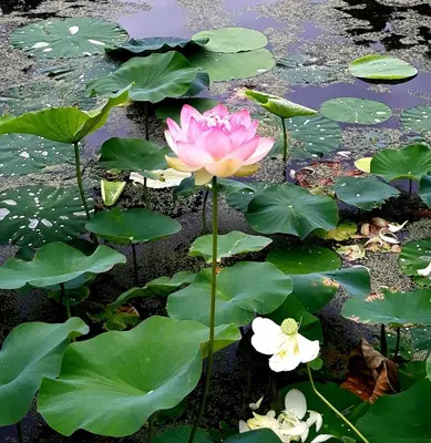 a pink water lily in a pond with lily pads at Chestnut Hill Farm in Saugerties