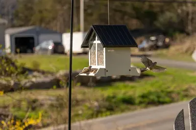 a bird is flying towards a bird feeder at Cozy Cottage, Hot Tub, Fire Pit, 15min to Hudson and hiking in Catskill