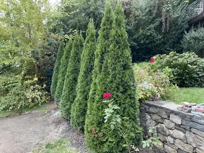 a hedge of evergreen trees in a garden at California guest house in Greenwich