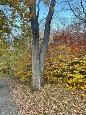 a tree on the side of a road at Poconos Peaceful Retreat - Families & Large Groups in Tobyhanna
