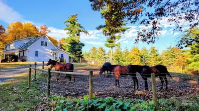 three horses standing behind a fence in front of a house at The Suite at Liberty Woods in Belchertown