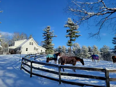 a group of horses standing in the snow at The Suite at Liberty Woods in Belchertown