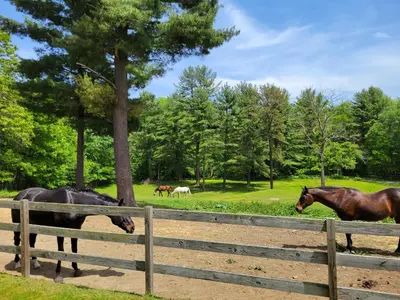 a group of horses grazing in a field behind a fence at The Suite at Liberty Woods in Belchertown