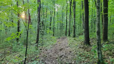 a dirt trail in a forest with trees at The Suite at Liberty Woods in Belchertown