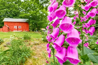 a bunch of pink flowers with a red barn in the background at Cozy Catskills Vacation Rental with Deck! in Fleischmanns